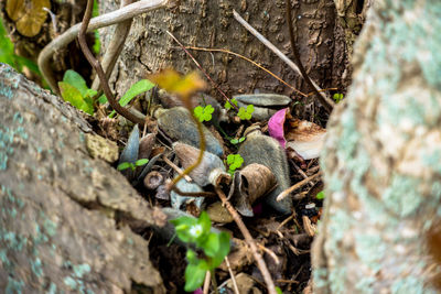 Close-up of lizard on tree trunk