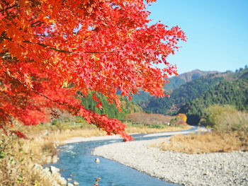 Red plant by trees during autumn