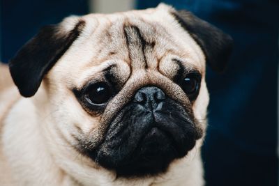 Close-up portrait of a dog