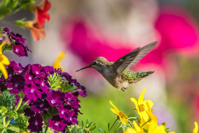 Annas hummingbird in flight