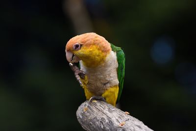 Close-up of parrot perching on leaf