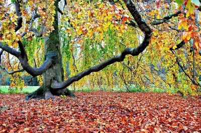 Tree trunk during autumn