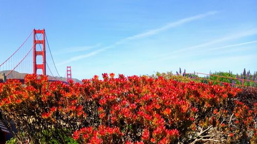 Red flowering plants by bridge against sky