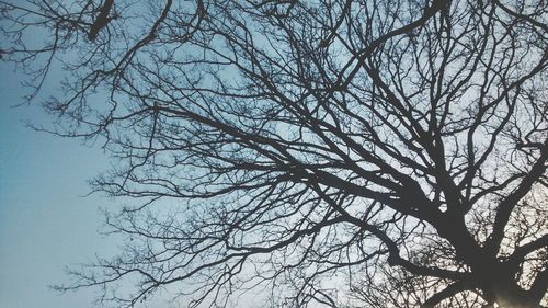 Low angle view of bare trees against sky