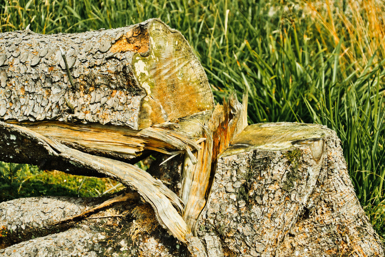 CLOSE-UP OF LOG ON TREE TRUNK