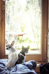 Two tiny chihuahua brothers sit in window and look back at camera
