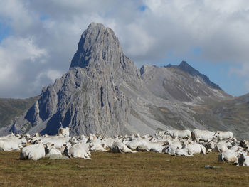 Panoramic view of animals on mountain against sky