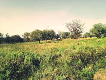 Scenic view of field against sky