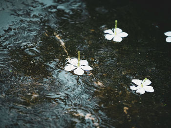 High angle view of white flower floating on water
