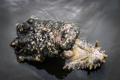 High angle view of turtle in sea