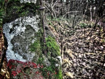 Moss growing on tree trunk