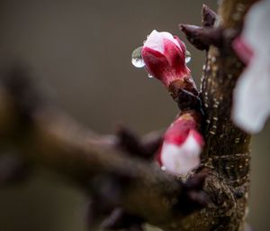 Close-up of cherry blossoms