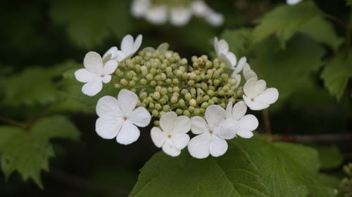 Close-up of white flowers with buds in back yard