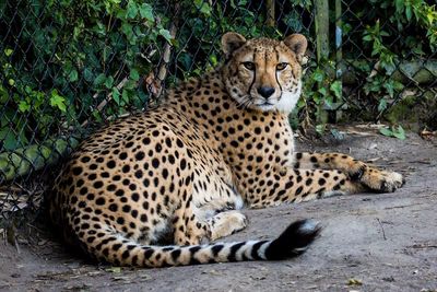 Portrait of tiger relaxing outdoors