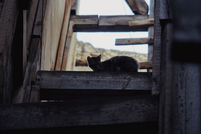 Portrait of cat relaxing on wood