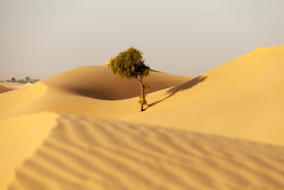 One single tree in the desert in the uae hidden in the sand dunes