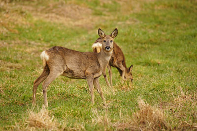 Portrait of deer standing on grass