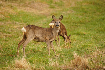 Portrait of deer standing on grass