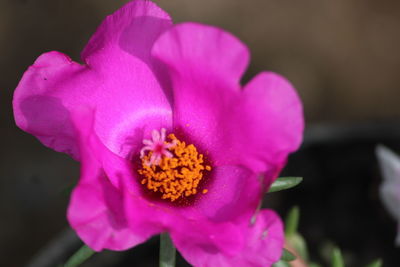 Close-up of pink rose flower