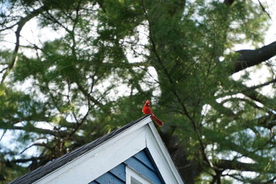 Low angle view of bird perching on tree against building