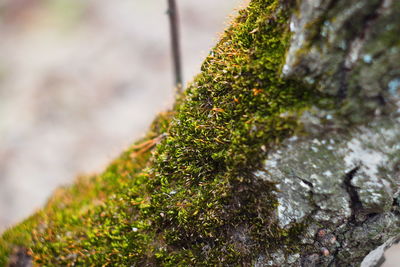 Close-up of moss growing on rock