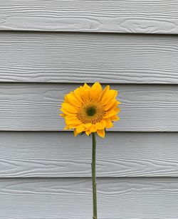 Close-up of yellow flowering plant against wall