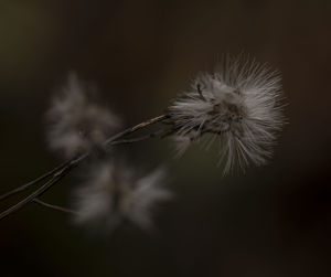 Close-up of wilted dandelion