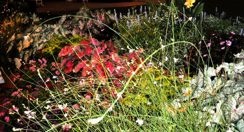 Close-up of plants against water