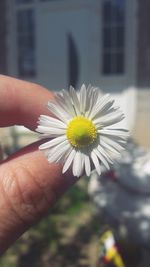 Close-up of hand holding daisy flower