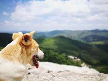 Close-up of a dog on landscape
