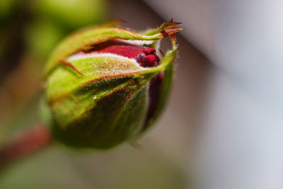 Close-up of flower bud