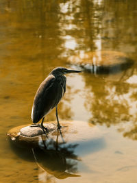 Bird drinking water