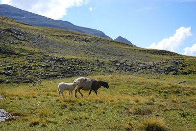 Horse grazing in a field