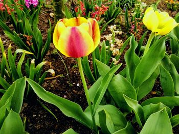 Close-up of tulips in bloom