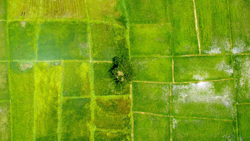 Full frame shot of green plants