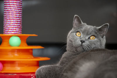 Close-up portrait of cat relaxing at home