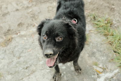 Portrait of black dog