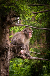 Monkey in a forest