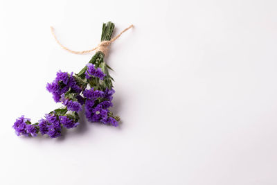 High angle view of purple flowering plant against white background