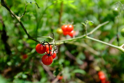 Close-up of red berries on tree
