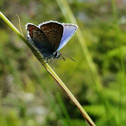 Butterfly perching on leaf