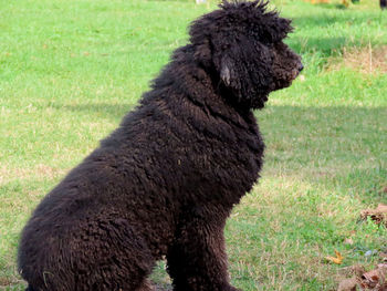 Rear view of dog on field