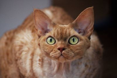 Devon rex cat