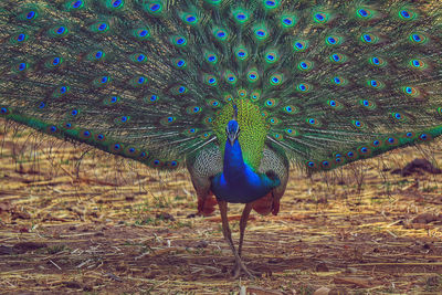 Peacock on a field