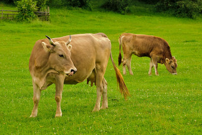 Sheep grazing in a field