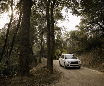 Car driving through forest in big sur