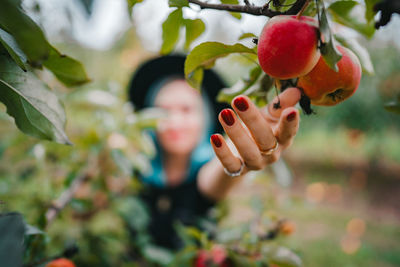 Close-up of woman hand reaching to apples on tree at farm