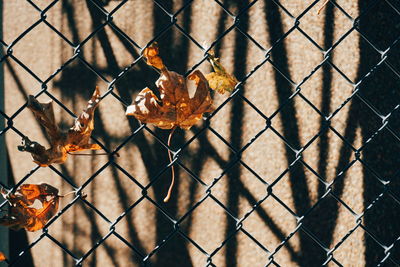 Close-up of chainlink fence