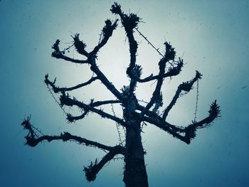 Low angle view of silhouette tree against sky
