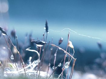 Close-up of snow on plant against sky